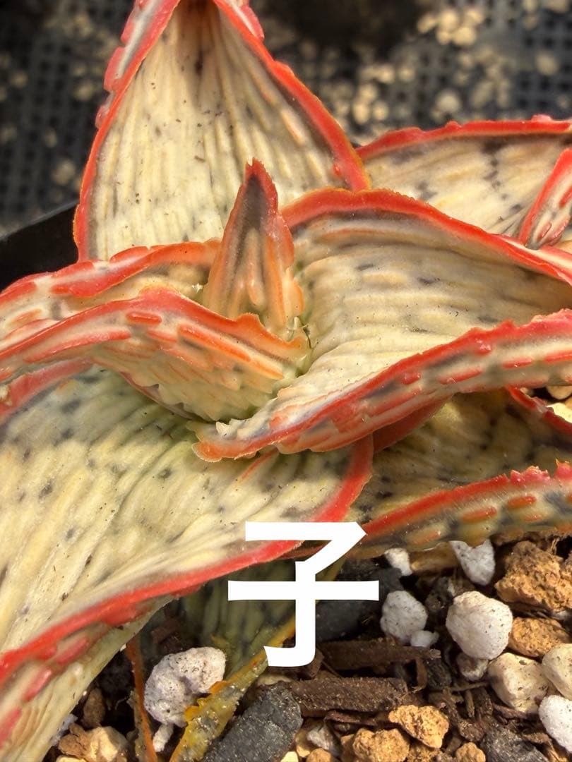 アロエ ハイブリッド 子株Aloe hybrid 第四種 Fe−42 - メルカリ