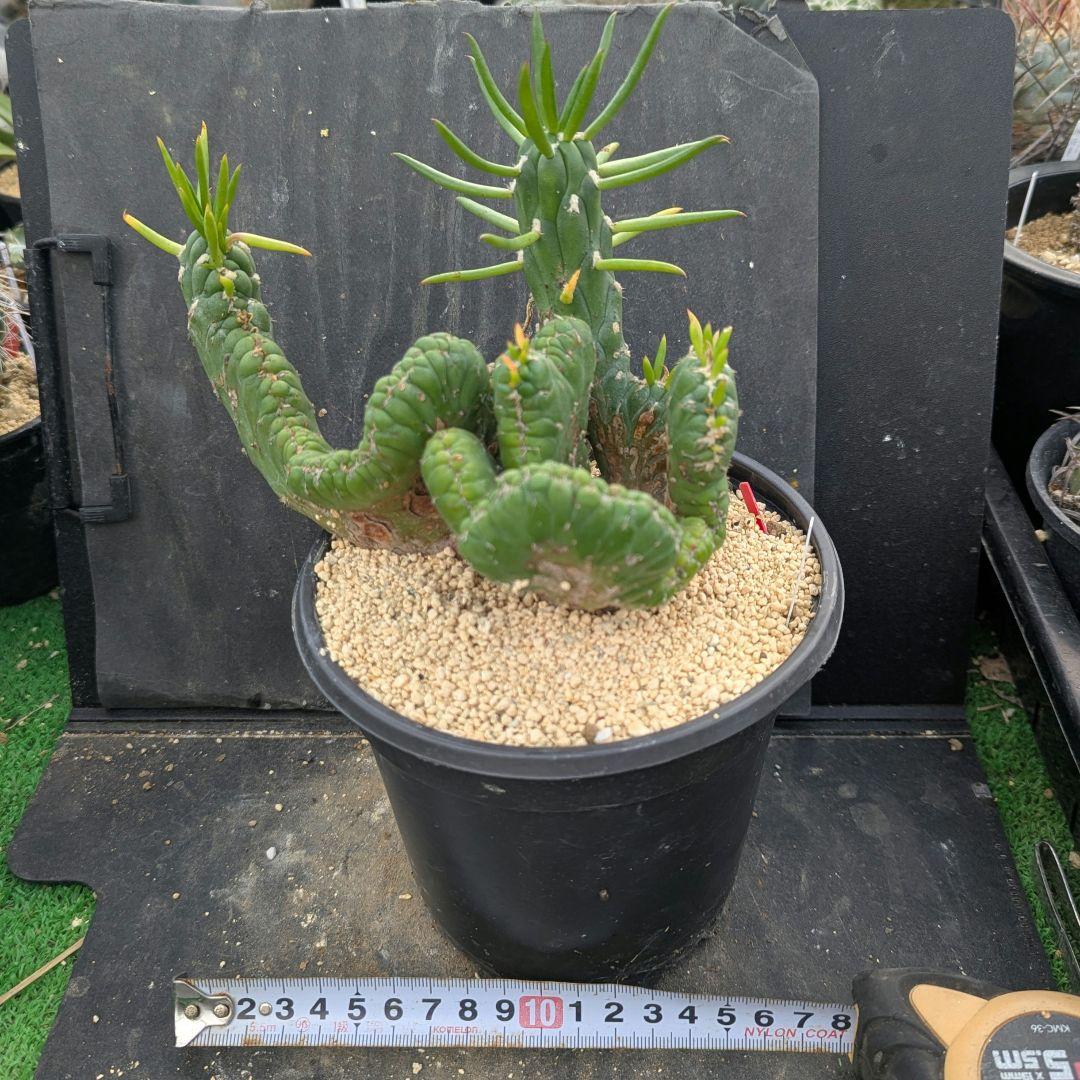 レアサボテンコレクション・シリンドロオプンチア属・将軍綴化inわけけ