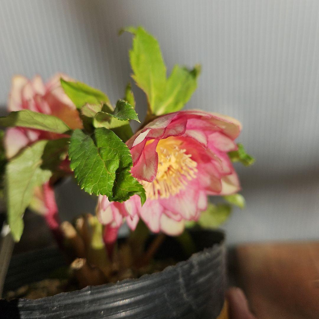 mirakojin様ご購入苗㉖-121～㉖-247