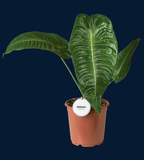 Anthurium veitchii XL | Speak In Plants