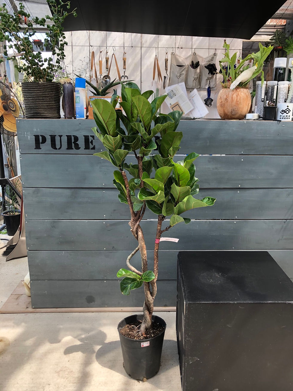フィカスウンベラータ 8号 曲がり ☆ | puregreen