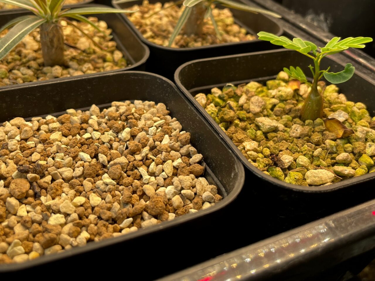 センナ メリディオナリス / 実生に挑戦するも三度目の正直で大成功