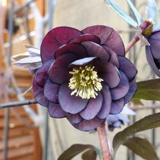 広瀬園芸 - クリスマスローズ・多肉shop 涼花(SUZUKA)